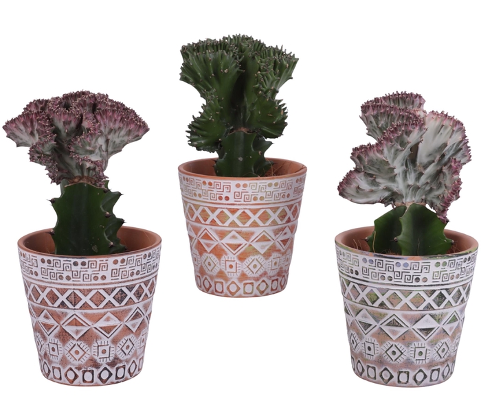 <h4>Cactus mix Euphorbia l. Ø12cm in Ø14cm Ceramic Pot Inca</h4>