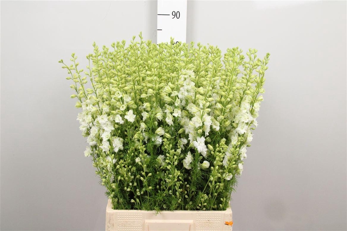 <h4>Cons R Q White</h4>