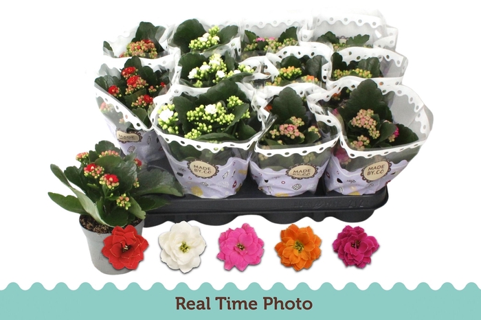 <h4>KAL GE GEM 5 KL</h4>