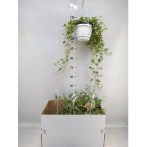 Hedera helix 'Eva'