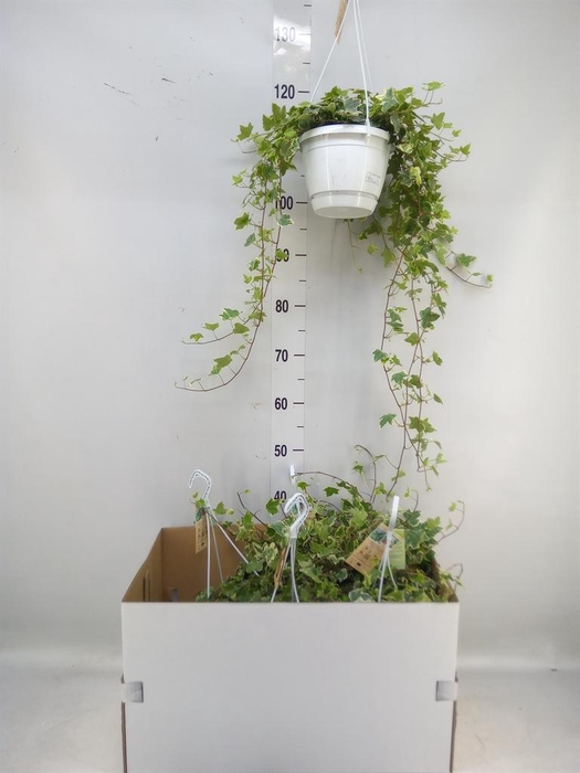 <h4>Hedera helix 'Eva'</h4>