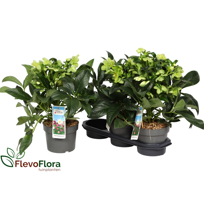 <h4>Helleborus JWLS Endless 19Ø 50cm 30fl</h4>