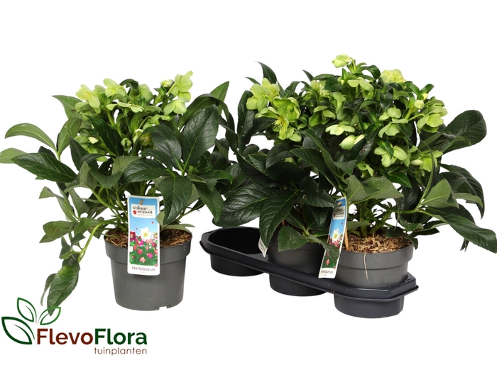 Helleborus JWLS Endless 19Ø 50cm 30fl