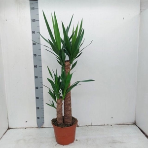 YUCCA