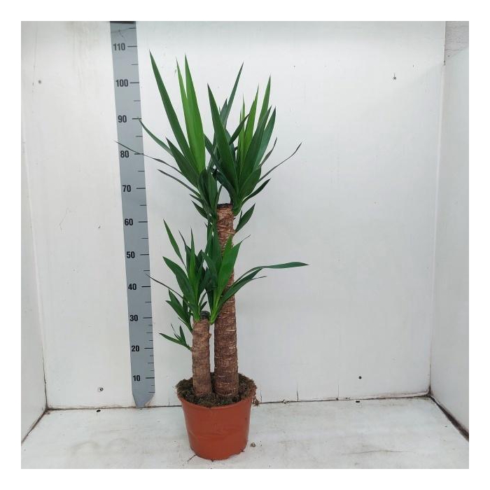 <h4>YUCCA</h4>
