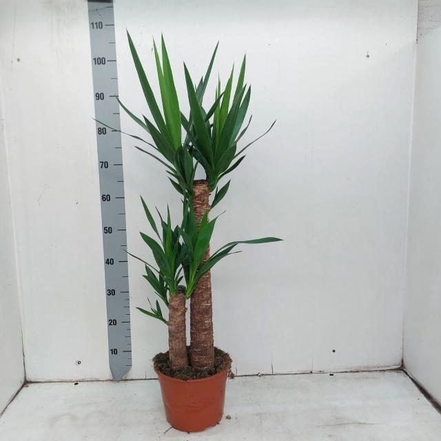 YUCCA