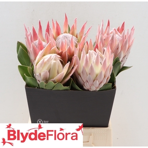 PROTEA CYNAROIDES