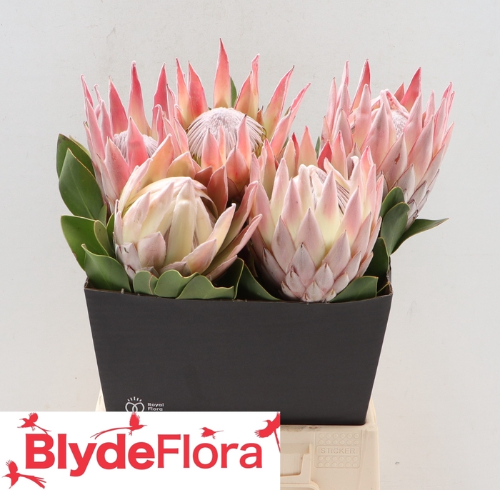 <h4>PROTEA CYNAROIDES</h4>
