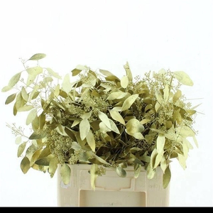 EUC PO FRU KLB BS H%