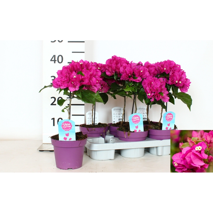 <h4>BOUGAINV VERA D P IM</h4>