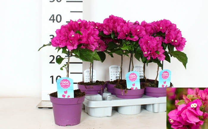 BOUGAINV VERA D P IM