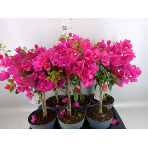 Bougainvillea  'Elisabeth'