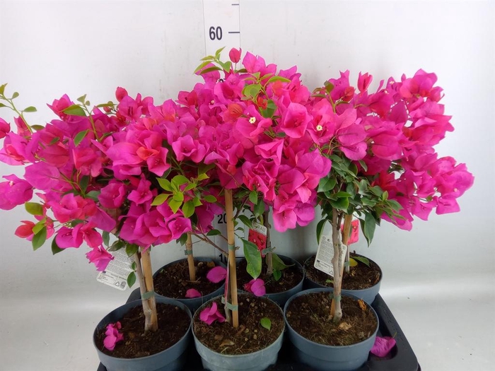 <h4>Bougainvillea  'Elisabeth'</h4>