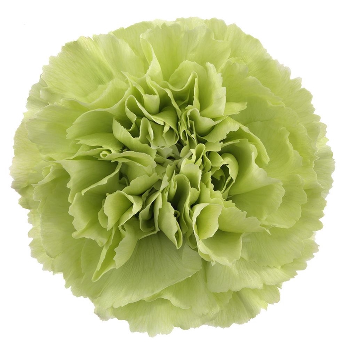 <h4>DI ST GREEN SHOT</h4>