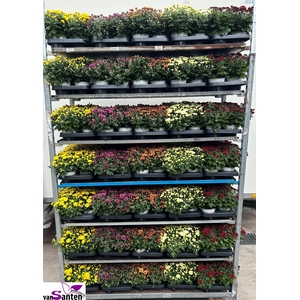 CHRYS GARDEN MUMS GM