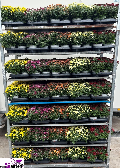 <h4>CHRYS GARDEN MUMS GM</h4>