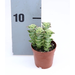 Crassula perforata