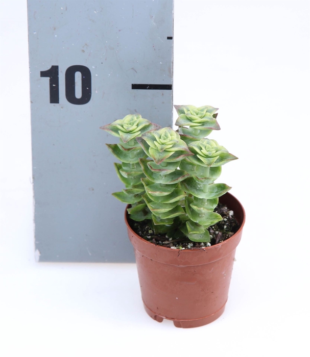 <h4>Crassula perforata</h4>