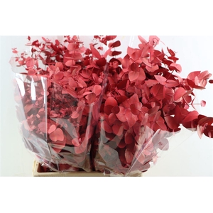 Euca Cinerea Red P Bunch