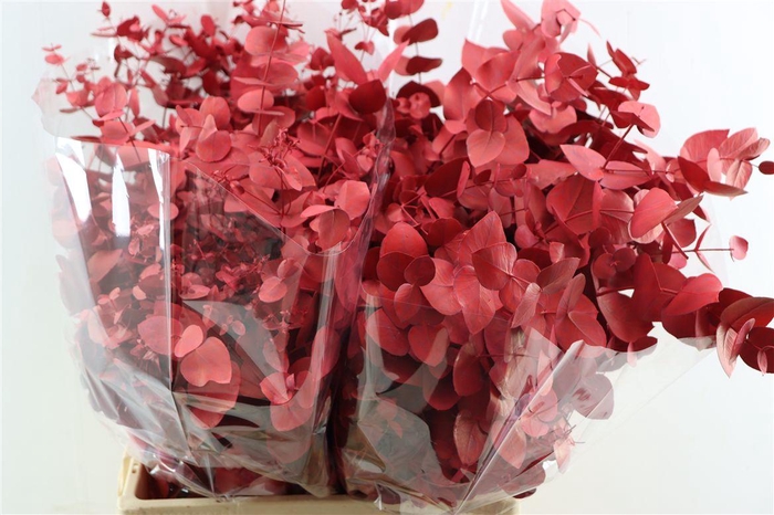 Euca Cinerea Red P Bunch