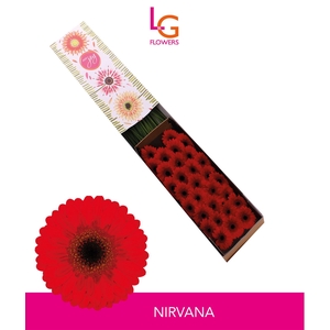 Germini Nirvana Doos