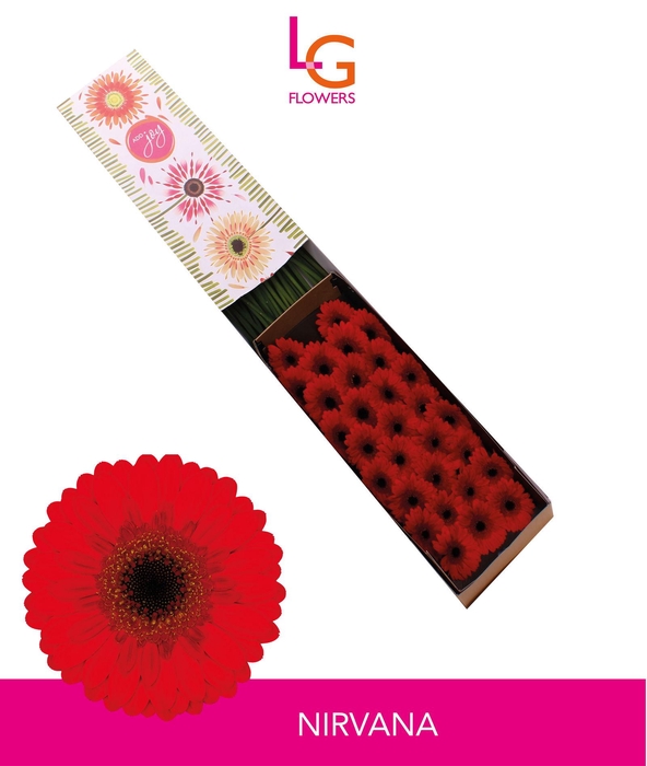 <h4>Germini Nirvana Doos</h4>