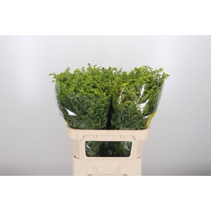 Solidago Carzan Glor
