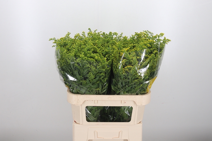 <h4>Solidago Carzan Glor</h4>