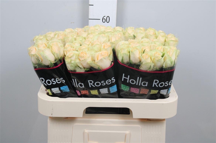 <h4>R Gr Mag Avalanche+</h4>