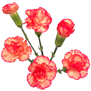 <h4>DIAN.TR. Lina</h4>