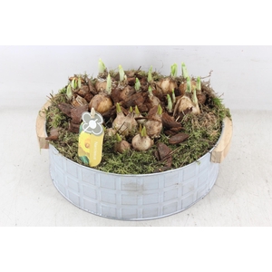 arr4 Bollenmix PL - Zink modern handvat