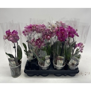 PHAL GEM