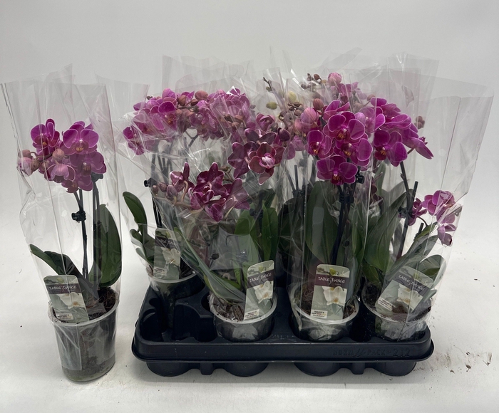 <h4>PHAL GEM</h4>