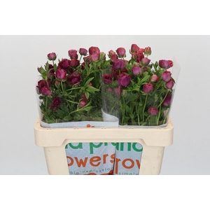 Ranunculus Magical Raspberry