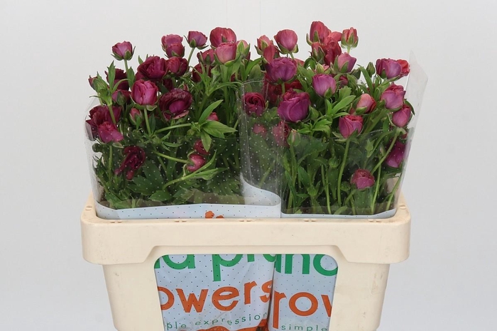 <h4>Ranunculus Magical Raspberry</h4>