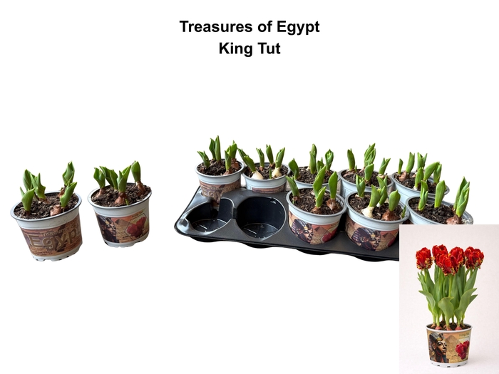 arr8 Tul Pa King Tut Red Parrot