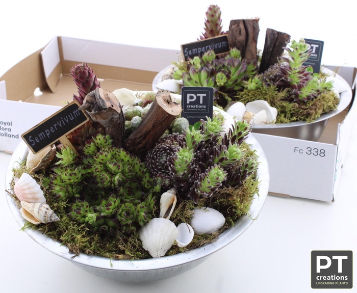 <h4>ARR SEMPERVIVUM</h4>