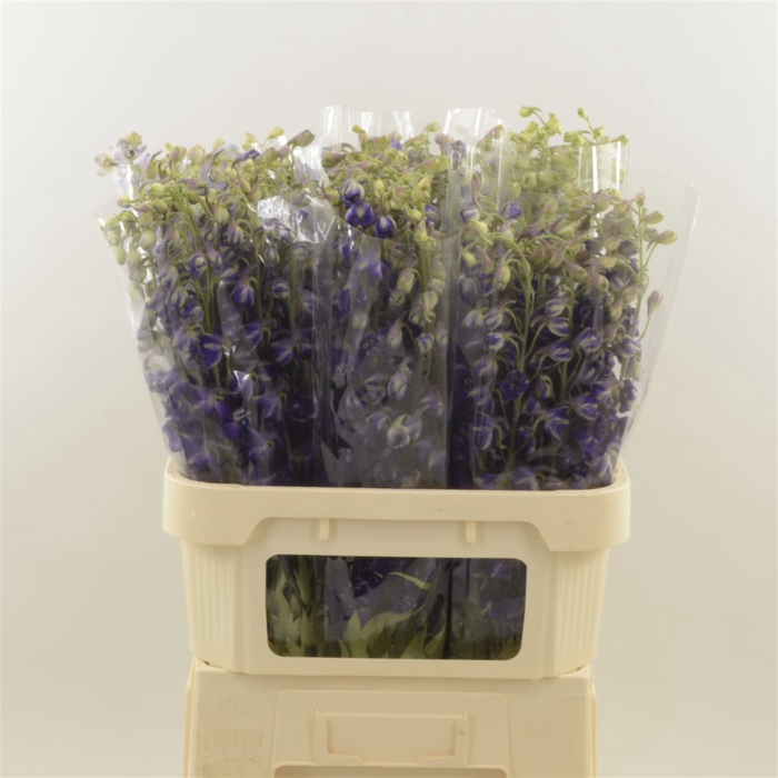 <h4>Delphinium Enkel Deldonna Purple</h4>