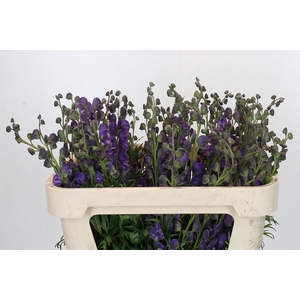 Aconitum Napellus