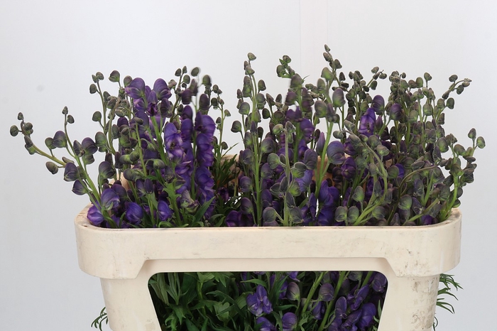 <h4>Aconitum Napellus</h4>