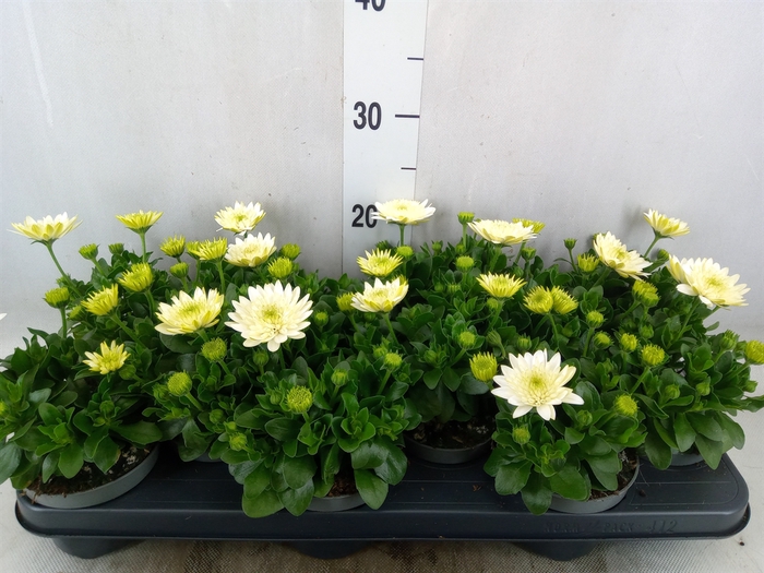 <h4>Osteospermum  '3D White'</h4>