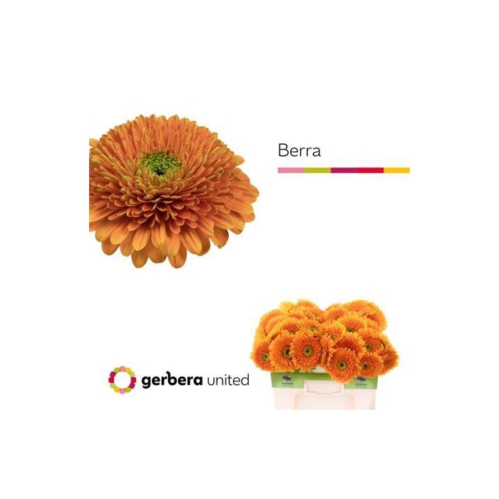 <h4>Ge Gr Pom Terra Berra</h4>