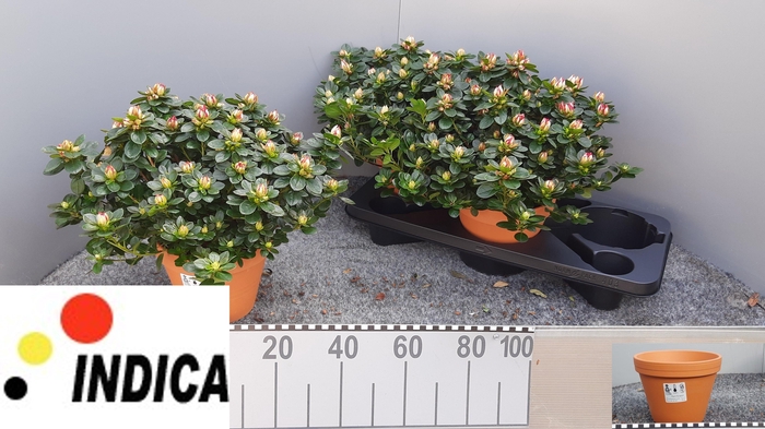 <h4>RHODO SI SACHSENSTER</h4>