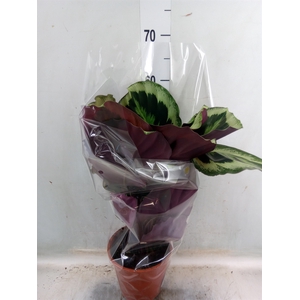 Calathea   ...mix