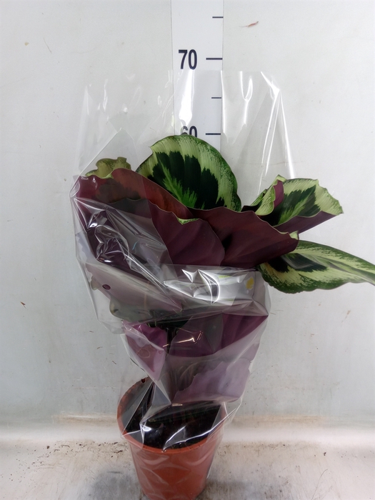 <h4>Calathea   ...mix</h4>