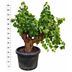 VITIS VINIFERA