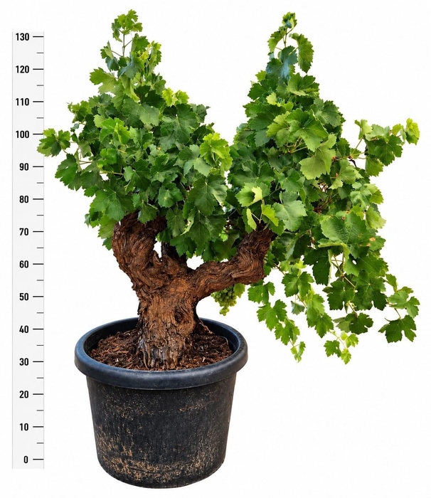<h4>VITIS VINIFERA</h4>