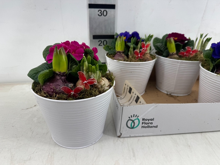 <h4>ARR PL IN SCHAAL</h4>