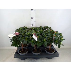 Rhododendron sim.   ...mix