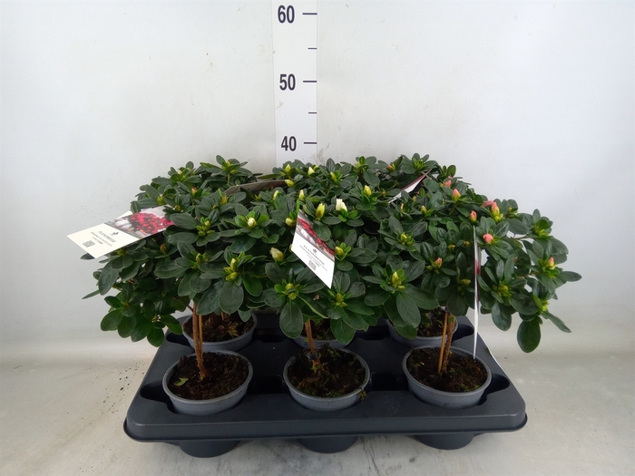 <h4>Rhododendron sim.   ...mix</h4>
